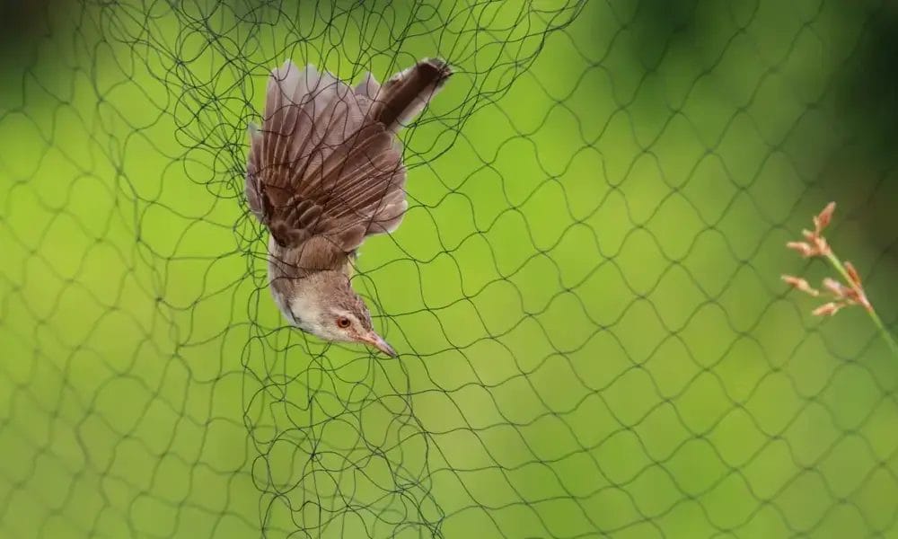 Las Redes De Niebla En Estudios De Avifauna Y Murci Lagos