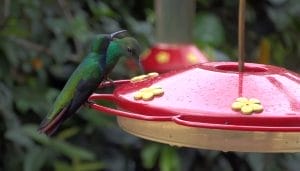 Alimentador de colibríes -Comederos para aves silvestres