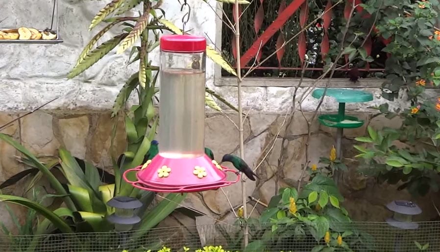 Alimentador para colibríes