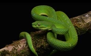 Bothriechis lateralis- Serpientes venenosas de Colombia