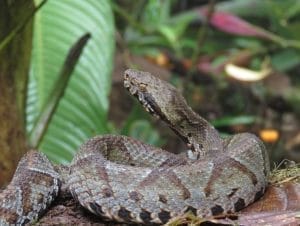 Bothrocophias colombianus - Serpientes venenosas de Colombia